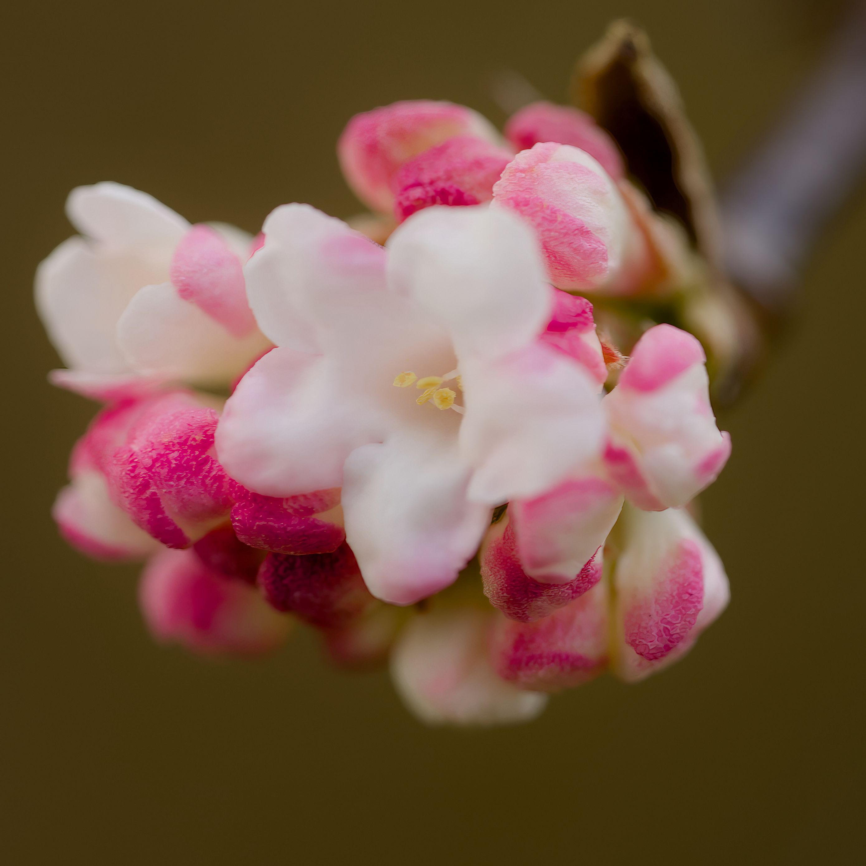 2780x2780 Wallpaper flowers, spring, inflorescence, pink, macro