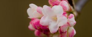 Preview wallpaper flowers, spring, inflorescence, pink, macro