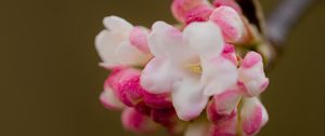 Preview wallpaper flowers, spring, inflorescence, pink, macro