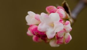 Preview wallpaper flowers, spring, inflorescence, pink, macro