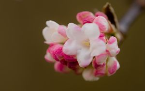 Preview wallpaper flowers, spring, inflorescence, pink, macro