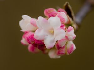 Preview wallpaper flowers, spring, inflorescence, pink, macro
