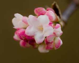 Preview wallpaper flowers, spring, inflorescence, pink, macro