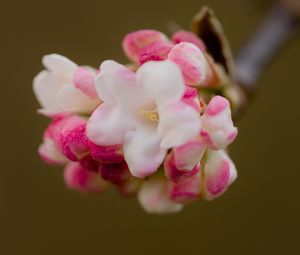 Preview wallpaper flowers, spring, inflorescence, pink, macro