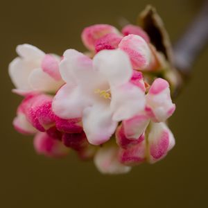 Preview wallpaper flowers, spring, inflorescence, pink, macro