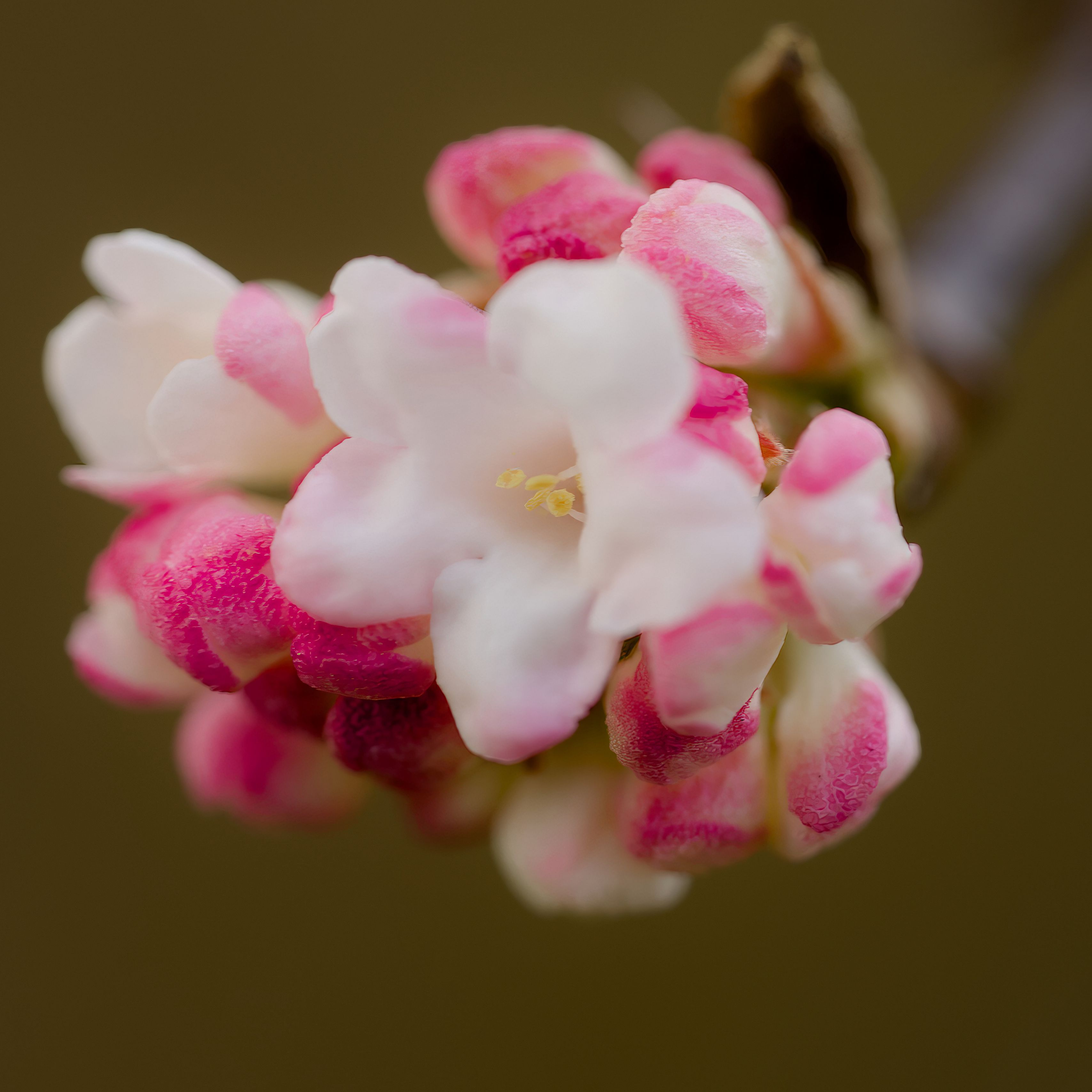 3415x3415 Wallpaper flowers, spring, inflorescence, pink, macro