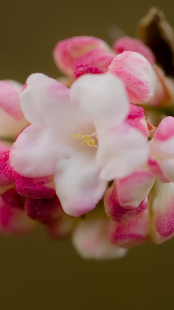 360x640 Wallpaper flowers, spring, inflorescence, pink, macro