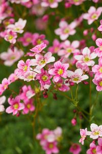 Preview wallpaper flowers, spring, macro, pink