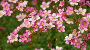 Preview wallpaper flowers, spring, macro, pink
