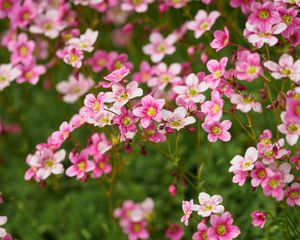 Preview wallpaper flowers, spring, macro, pink