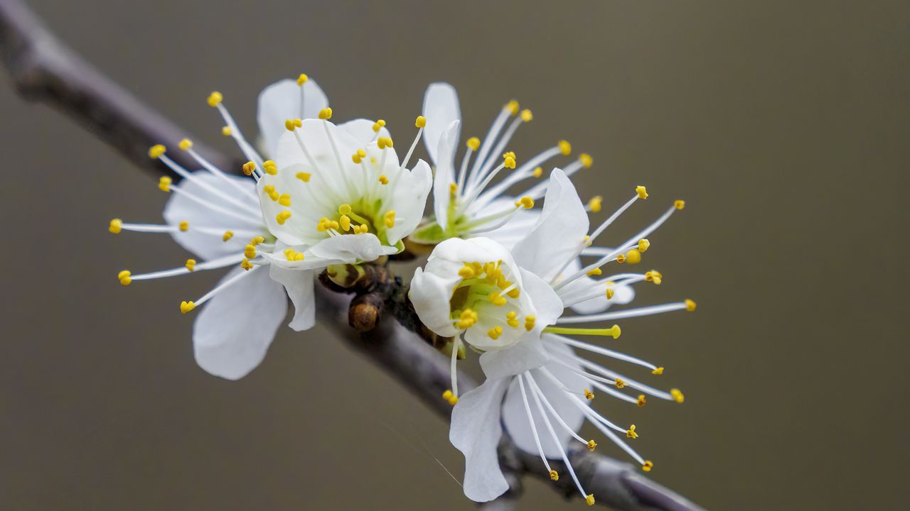 Wallpaper flowers, spring, petals, white, branch, blur