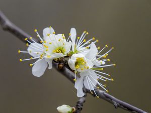 Preview wallpaper flowers, spring, petals, white, branch, blur