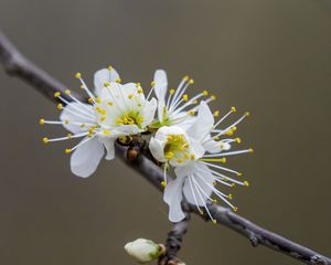 Preview wallpaper flowers, spring, petals, white, branch, blur