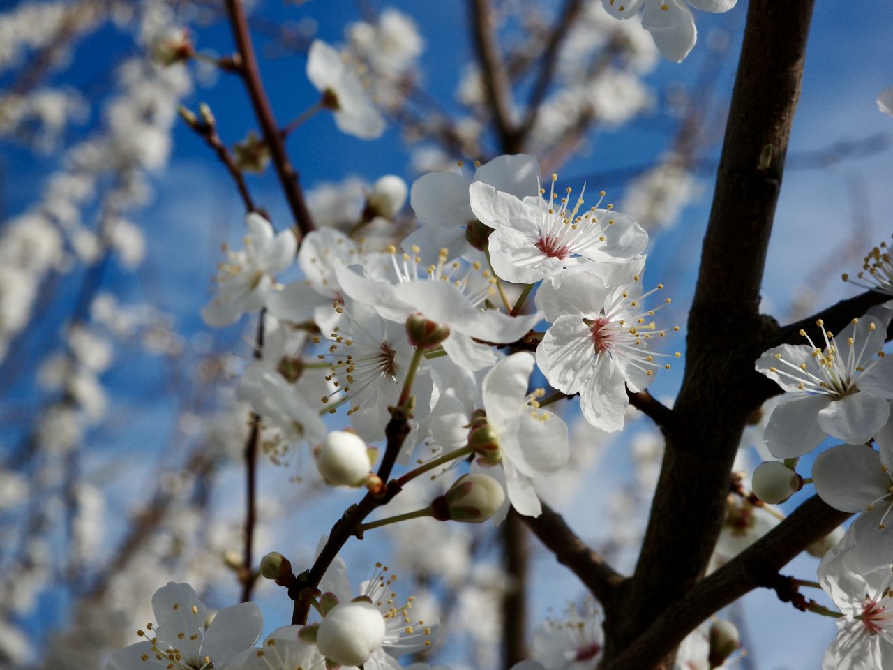 1280x960 Wallpaper flowers, spring, petals, buds, white, bloom
