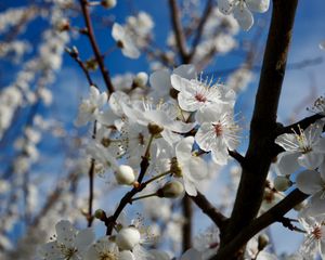 Preview wallpaper flowers, spring, petals, buds, white, bloom