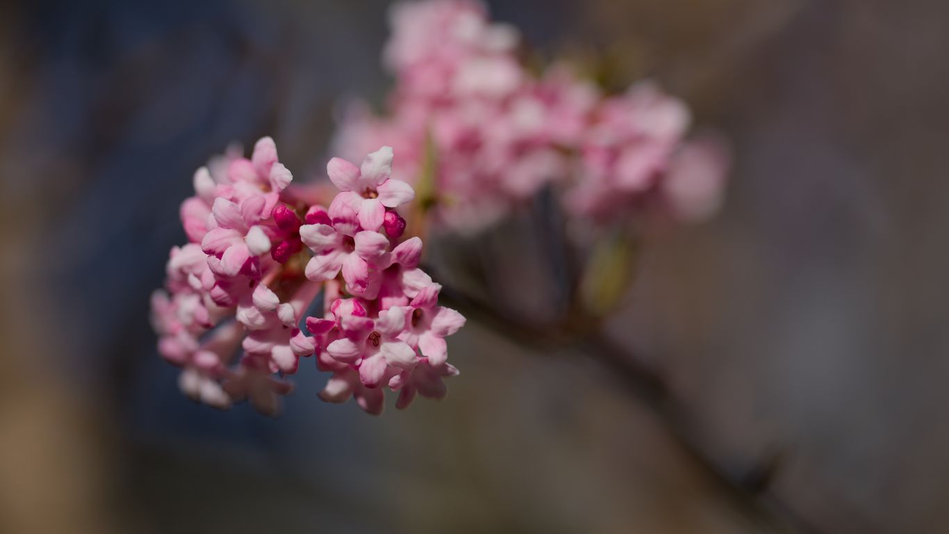 1366x768 Wallpaper flowers, spring, petals, inflorescence, branch, pink, blur