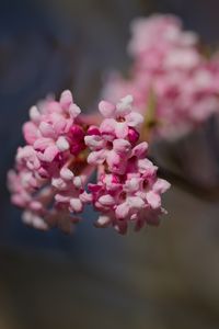 Preview wallpaper flowers, spring, petals, inflorescence, branch, pink, blur