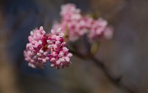 Preview wallpaper flowers, spring, petals, inflorescence, branch, pink, blur