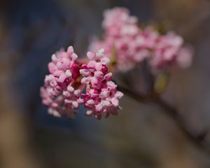 Preview wallpaper flowers, spring, petals, inflorescence, branch, pink, blur