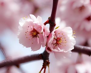 Preview wallpaper flowers, spring, petals, branch, pink