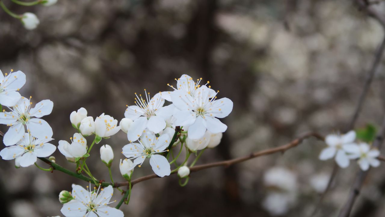 Wallpaper flowers, spring, petals, white, branch, bloom