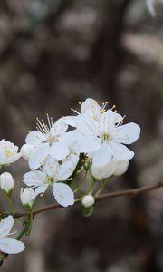 Preview wallpaper flowers, spring, petals, white, branch, bloom