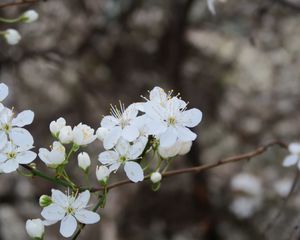 Preview wallpaper flowers, spring, petals, white, branch, bloom