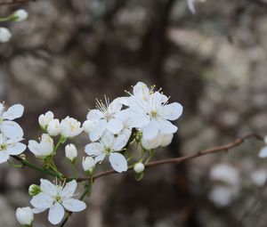 Preview wallpaper flowers, spring, petals, white, branch, bloom