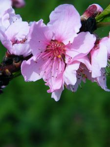 Preview wallpaper flowers, spring, petals, pink