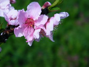 Preview wallpaper flowers, spring, petals, pink