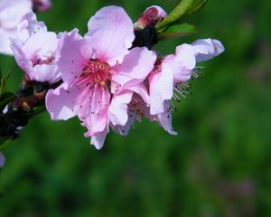 Preview wallpaper flowers, spring, petals, pink