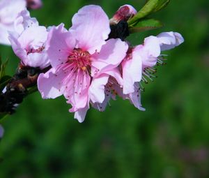 Preview wallpaper flowers, spring, petals, pink