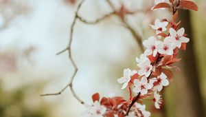 Preview wallpaper flowers, spring, petals