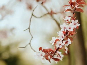 Preview wallpaper flowers, spring, petals