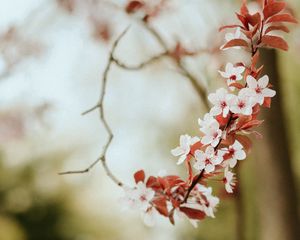 Preview wallpaper flowers, spring, petals