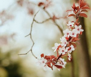 Preview wallpaper flowers, spring, petals