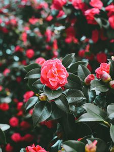 Preview wallpaper flowers, spring, pink, bush, blur