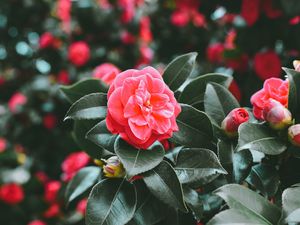 Preview wallpaper flowers, spring, pink, bush, blur