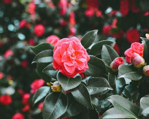 Preview wallpaper flowers, spring, pink, bush, blur