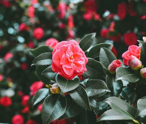 Preview wallpaper flowers, spring, pink, bush, blur