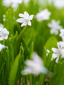 Preview wallpaper flowers, spring, plants, bloom, white