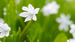 Preview wallpaper flowers, spring, plants, bloom, white