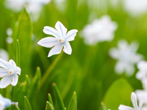 Preview wallpaper flowers, spring, plants, bloom, white