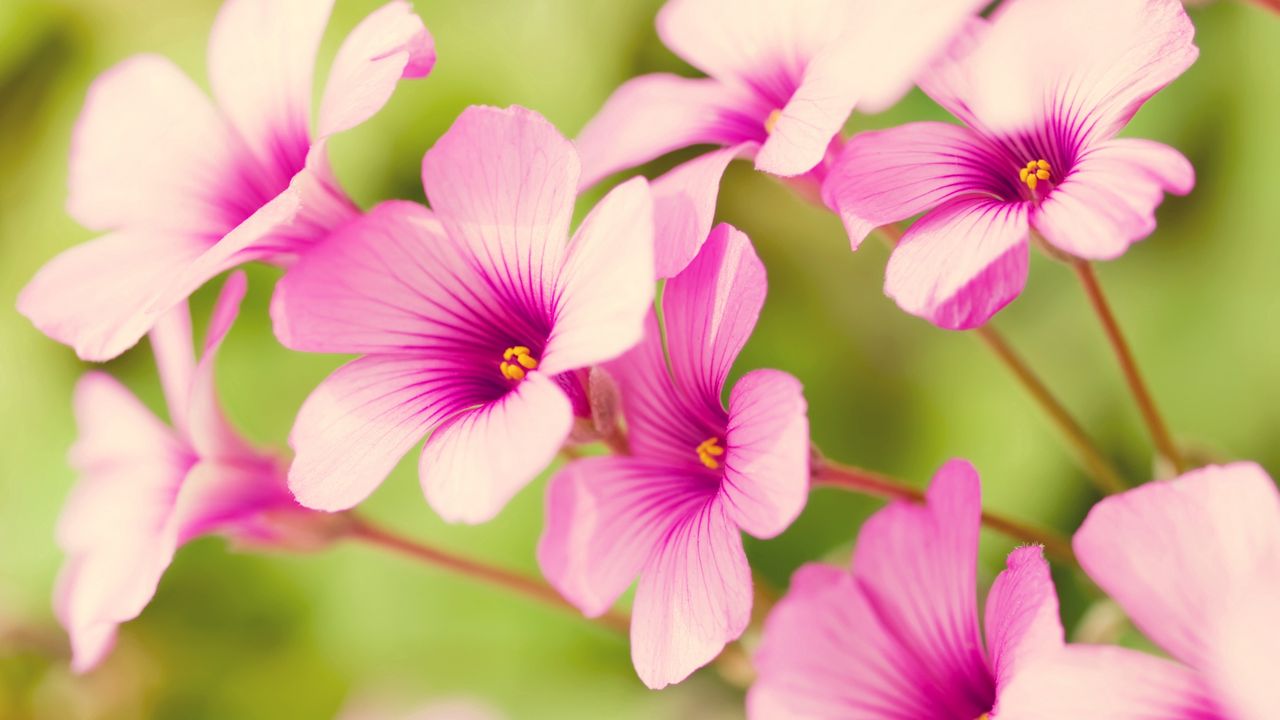 Wallpaper flowers, stamens, green, close-up