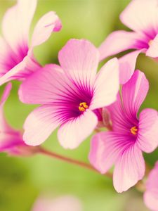 Preview wallpaper flowers, stamens, green, close-up