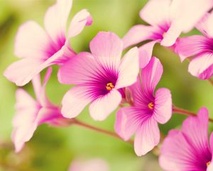 Preview wallpaper flowers, stamens, green, close-up