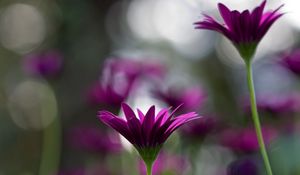 Preview wallpaper flowers, steam, glare, grass, stem, bud