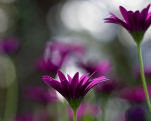 Preview wallpaper flowers, steam, glare, grass, stem, bud