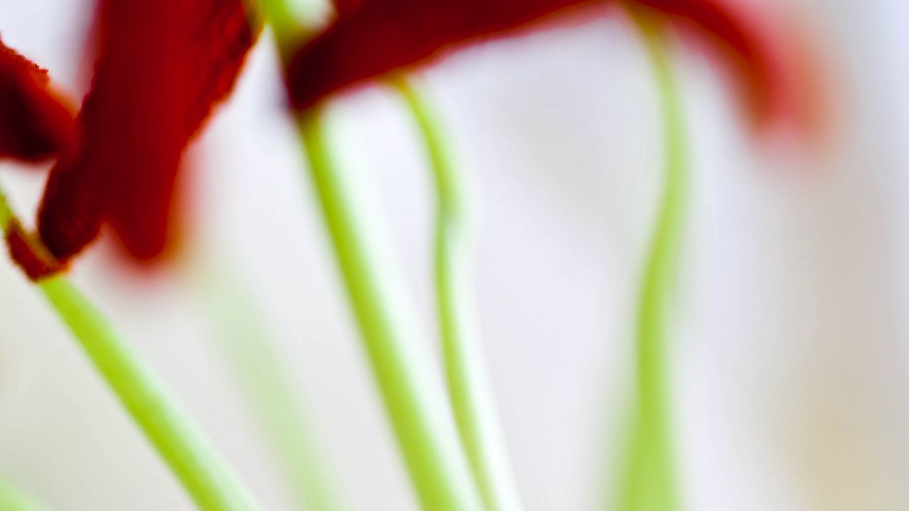 Wallpaper flowers, stems, blur, light