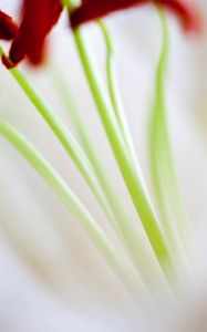 Preview wallpaper flowers, stems, blur, light